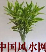 九江十二生肖养什么植物最旺财运？你知道吗！